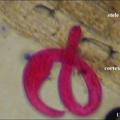 thumbnail for publication: Reniform Nematode, Rotylenchulus reniformis Linford and Oliveira (Nematoda: Tylenchida: Tylenchoidea: Hoplolaimidae: Rotylenchulinae)